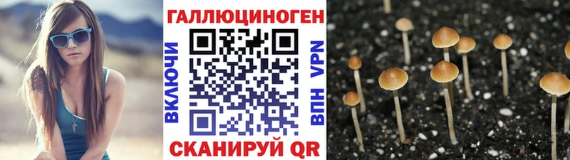 Галлюциногенные грибы Psilocybine cubensis  Купить  Красный Сулин 